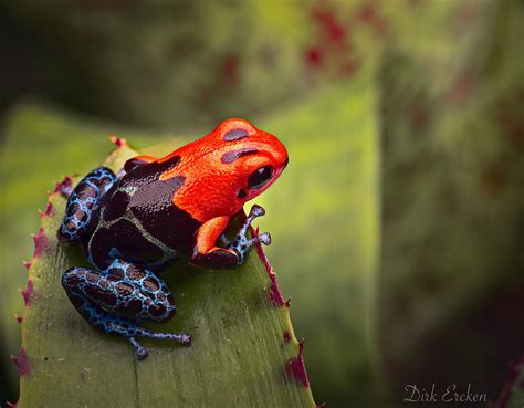 Red And Blue Poison Dart Frog