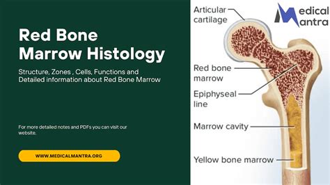 Red Bone Marrow Location