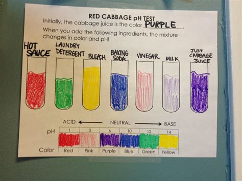 Red Cabbage Indicator Experiment Worksheet   Pdf Lesson Plan 10 Abc Australian Broadcasting Corporation - Red Cabbage Indicator Experiment Worksheet