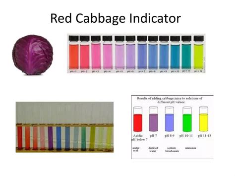 Red Cabbage Indicator Power Point Teaching Resources Red Cabbage Indicator Experiment Worksheet - Red Cabbage Indicator Experiment Worksheet