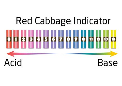 Red Cabbage Indicator Teaching Resources Red Cabbage Indicator Experiment Worksheet - Red Cabbage Indicator Experiment Worksheet