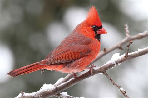 red cardinal florida
