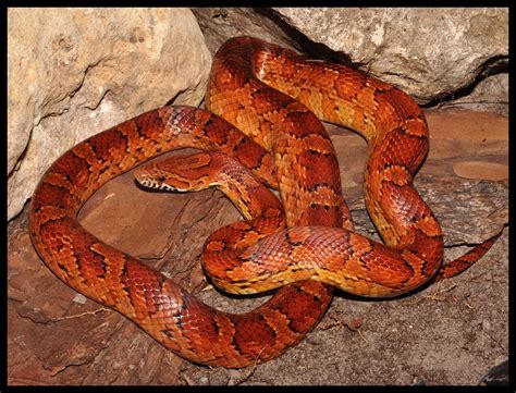 red corn snake florida