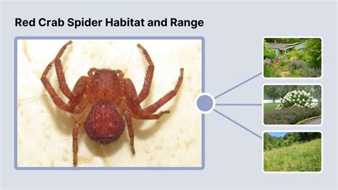 Red Crab Spider