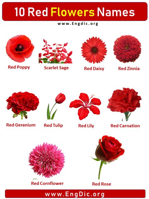 Red Flowers List