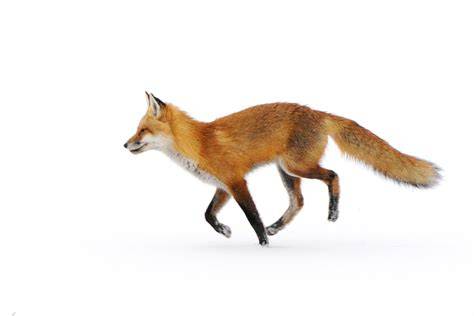 red fox nude