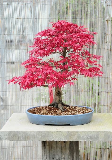 red maple bonsai tree