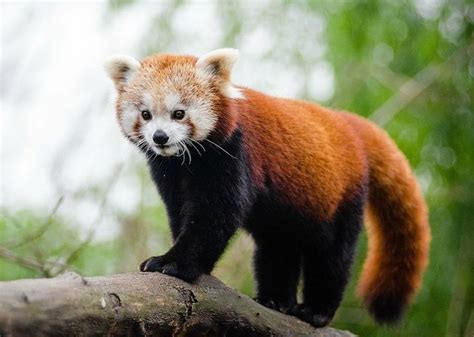 Red Panda In Sikkim