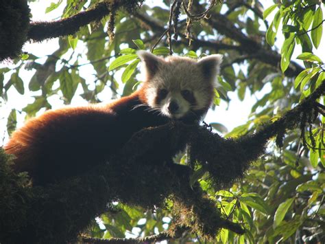 Red Panda Sikkim