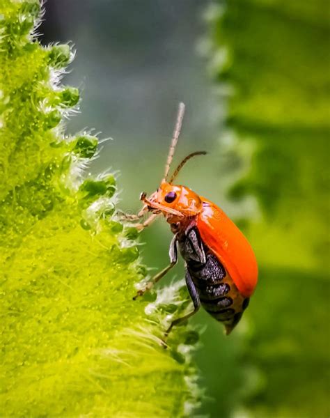 Red Pumpkin Beetle