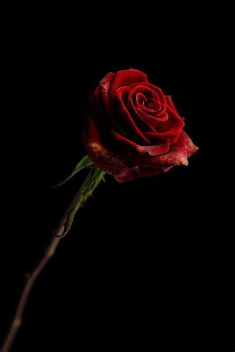 Red Rose On Black