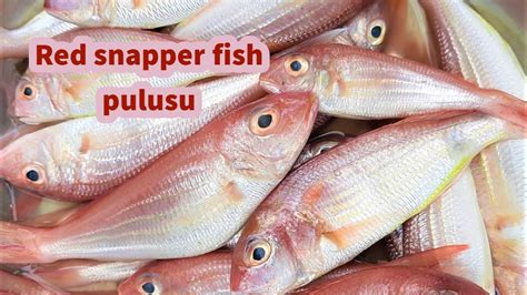Red Snapper In Tamil