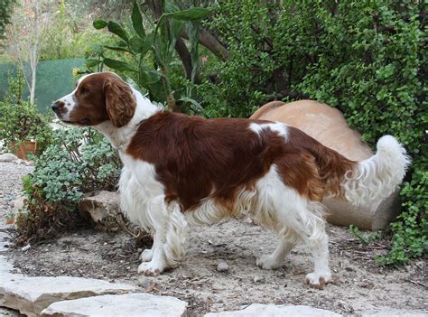 Red Springer Spaniel
