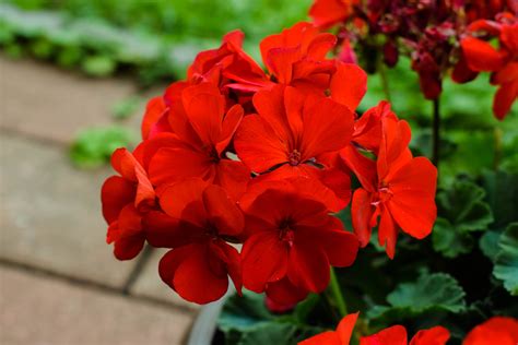 Red Summer Flowers