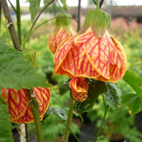  Red Tiger Flowering Maple - Red Tiger Flowering Maple
