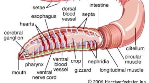 Red Worm Anatomy
