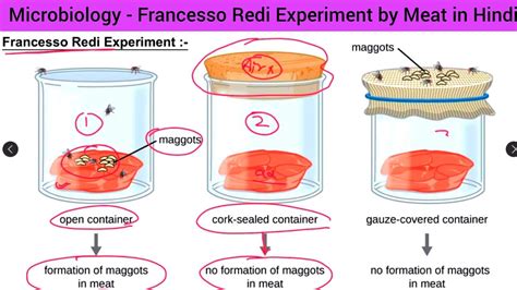 Redi Experiment Memorial University Redi S Experiment Worksheet - Redi's Experiment Worksheet