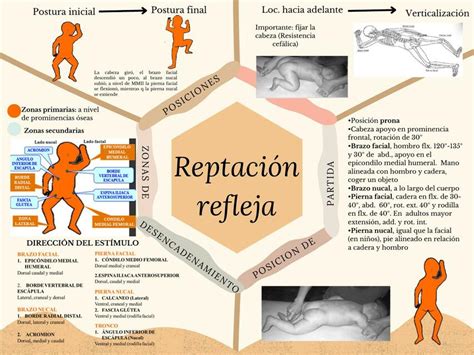 Reflejo De Propicepccion
