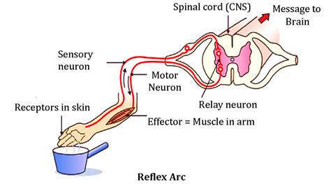 Reflex Action Reflex Arc