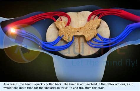 reflex arc - YouTube