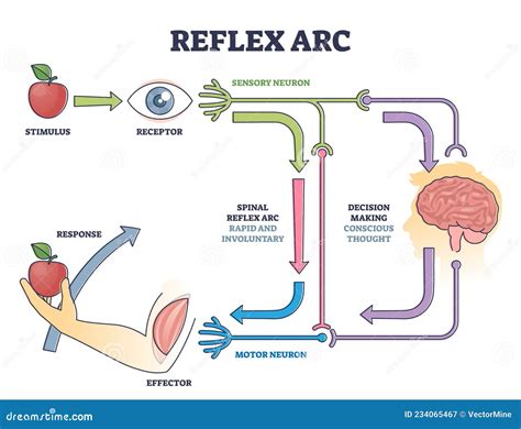 Reflex Arc Diagram