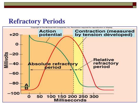 Refractory Period Physiology