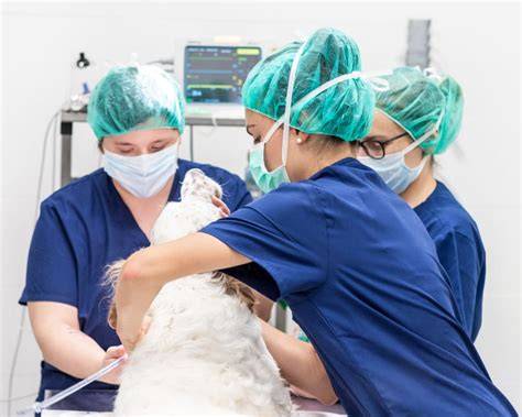 Regional Veterinary Surgery