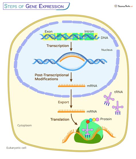 regulation of gene expression ch guided answers