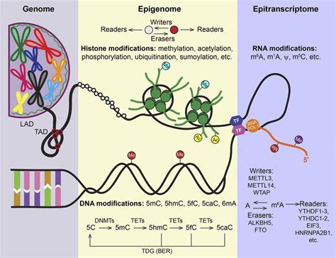 Regulation Of Gene Expression Multiple Choice Questions