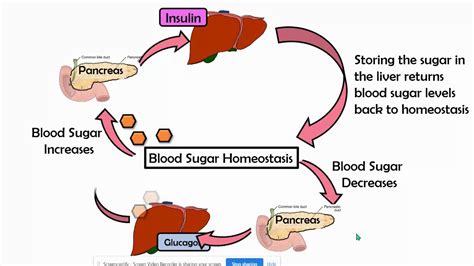 Full Download Regulation Of Blood Sugar This A Negative Feedback Loop 