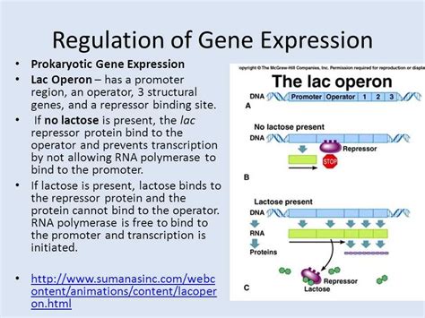 Full Download Regulation Of Gene Expression Ch Guided Answers 