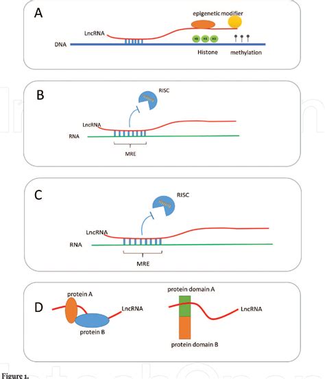 Full Download Regulation Of The Unfolded Protein Response By Non Coding Rna 