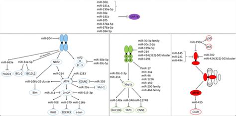 Full Download Regulation Of The Unfolded Protein Response By Non Coding Rna 