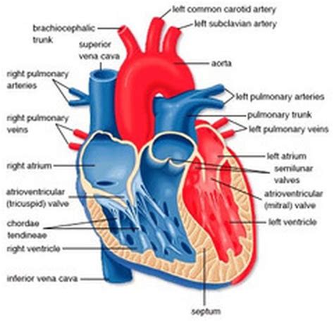 Reinforcement Anatomy Of The Human Heart The Biology The Human Heart Worksheet Answer Key - The Human Heart Worksheet Answer Key
