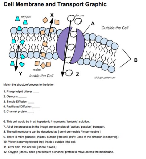 Reinforcement Cell Transport The Biology Corner Types Of Cellular Transport Worksheet - Types Of Cellular Transport Worksheet