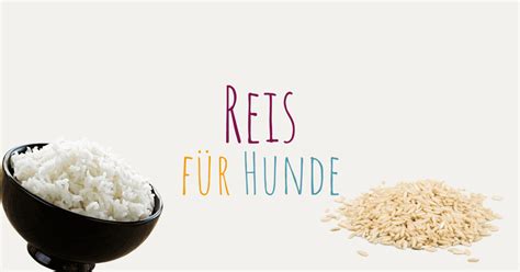 reis für hunde kochen