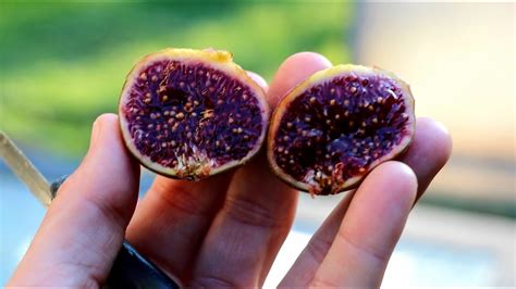 related to figs