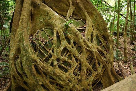 relationship between strangler fig and host tree