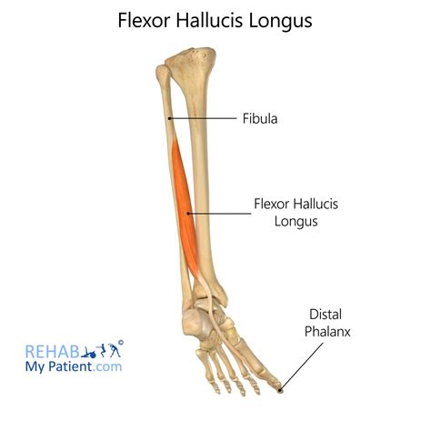release flexor hallucis longus cpt