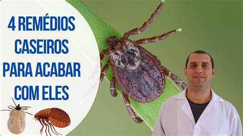 Remédio Caseiro Pulgas