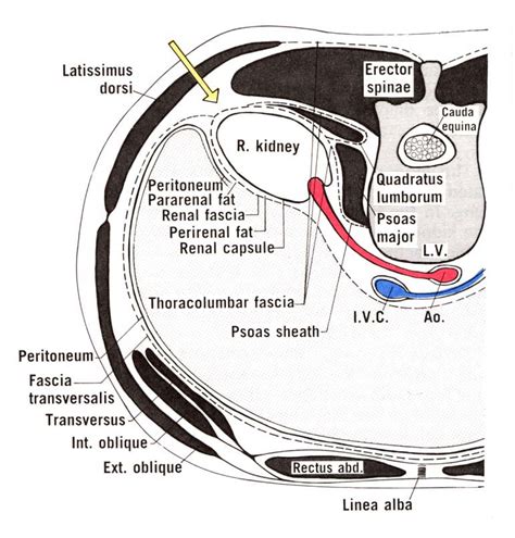 Renal Fascia