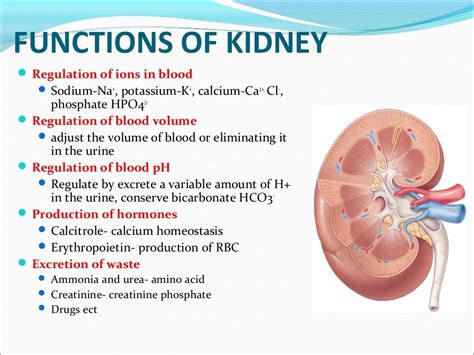 renal system Definition, Function, Diagram, & Facts Britannica