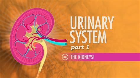 Read Renal And Urinary Systems Crash Course 