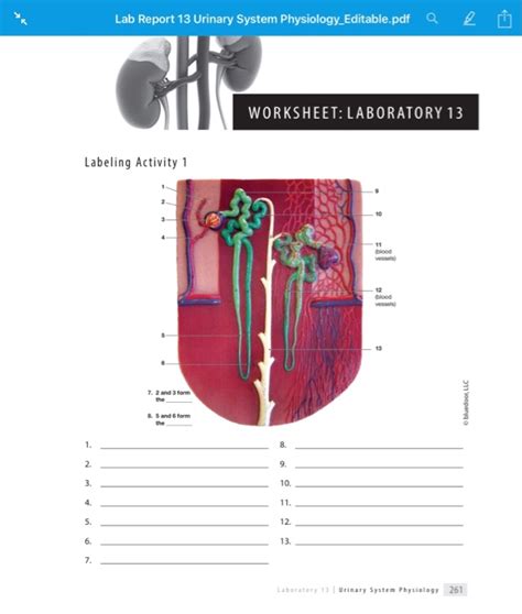 Read Renal System Physiology Lab Answers 
