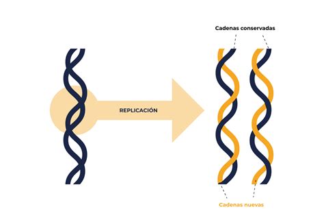 Replicacion De Adn
