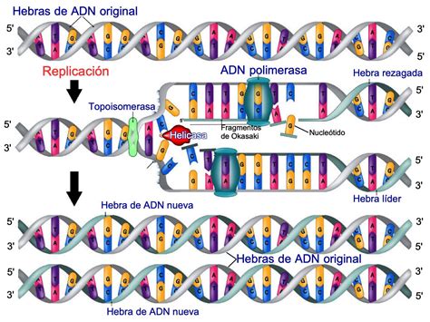 Replicacion Del Adn