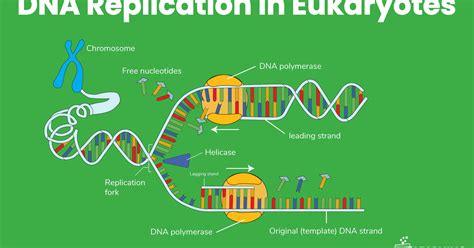 Replication In Eukaryotes