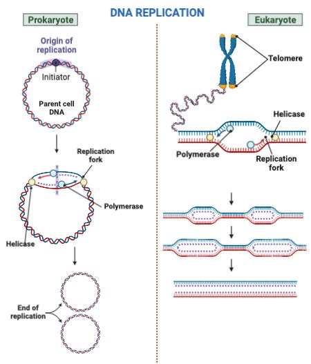 Replication In Prokaryotes Vs Eukaryotes