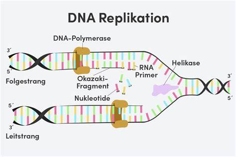 Replikation Der Dna