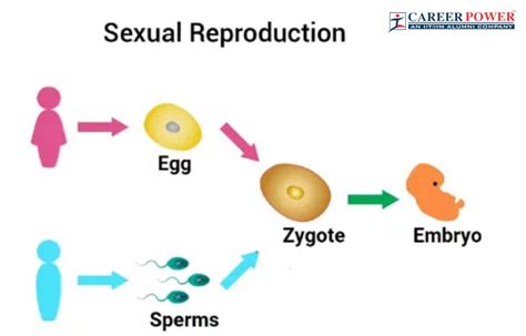 Reproduction Definition Examples Types Importance Amp Facts Offspring In Science - Offspring In Science